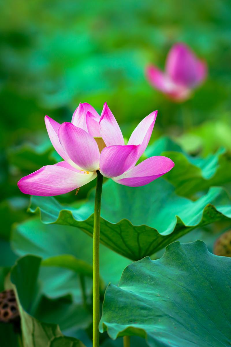 翰墨寫初心，妙筆揚清風(fēng)——省建設(shè)科研院組織參加集團紀(jì)委清廉文化作品展(圖1)